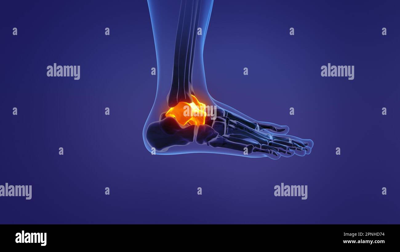 Anatomie du talus humain Banque D'Images