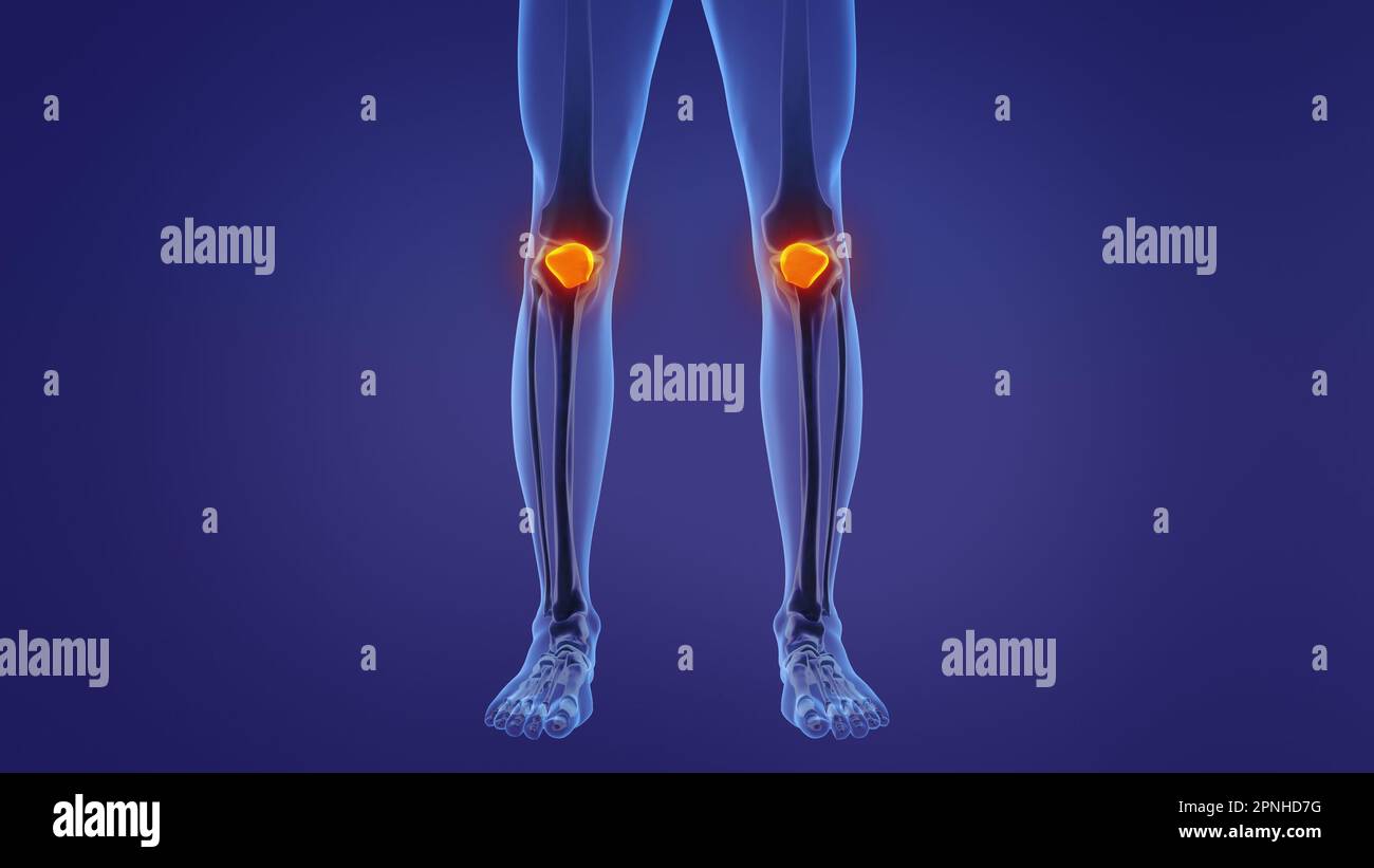 Anatomie de la rotule humaine Banque D'Images