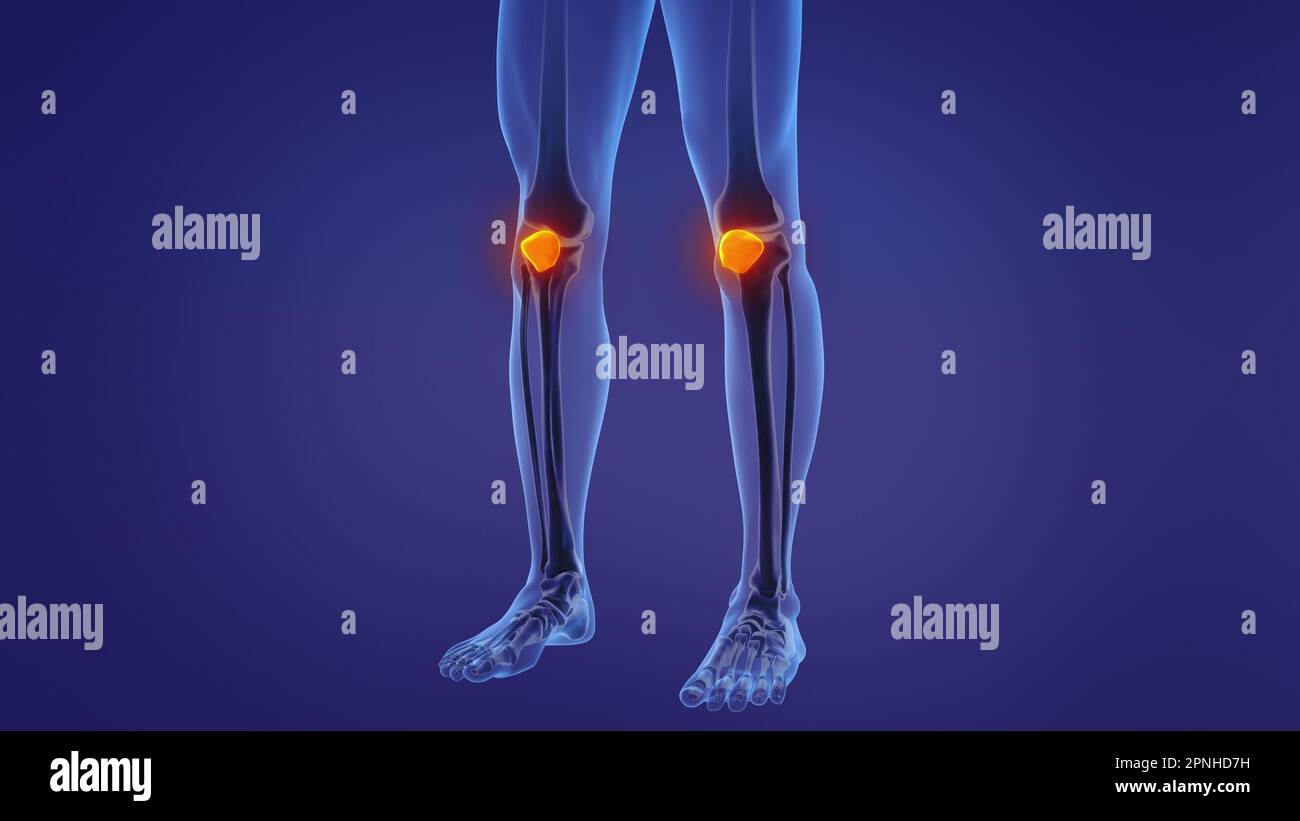 Anatomie de la rotule humaine Banque D'Images