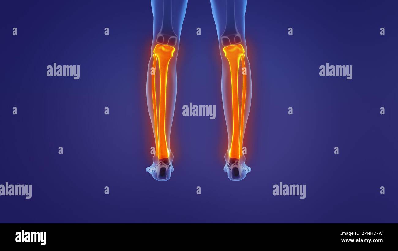Anatomie de la jambe humaine Banque D'Images