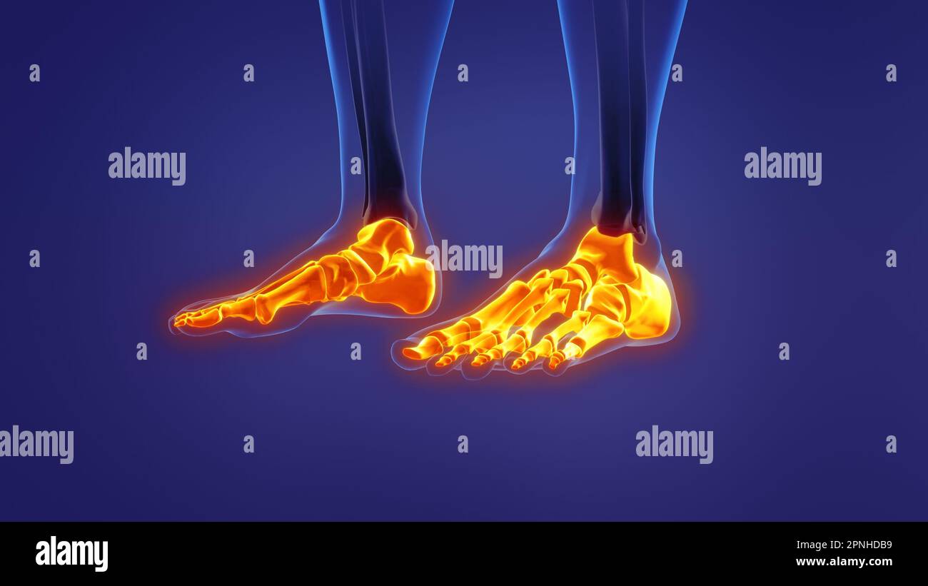 Anatomie du pied humain Banque D'Images