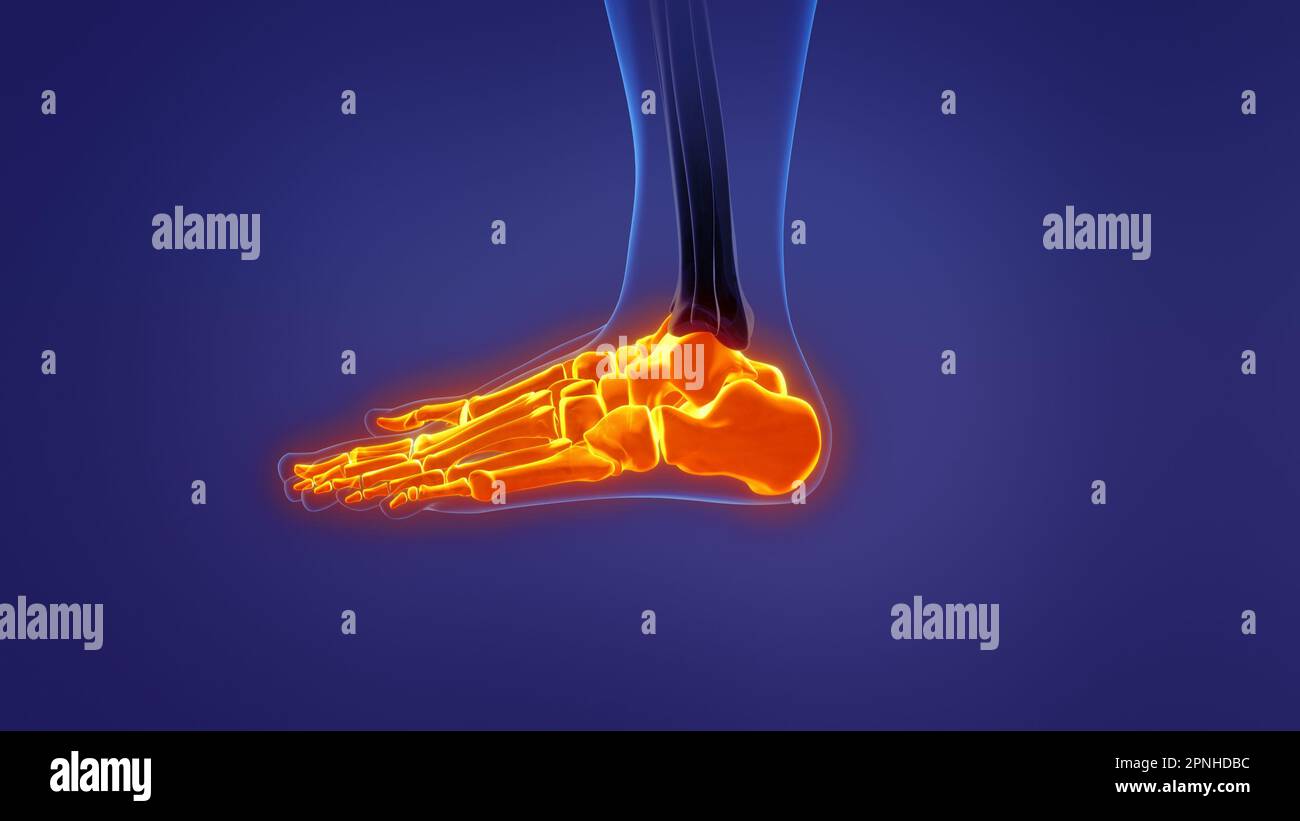 Anatomie du pied humain Banque D'Images
