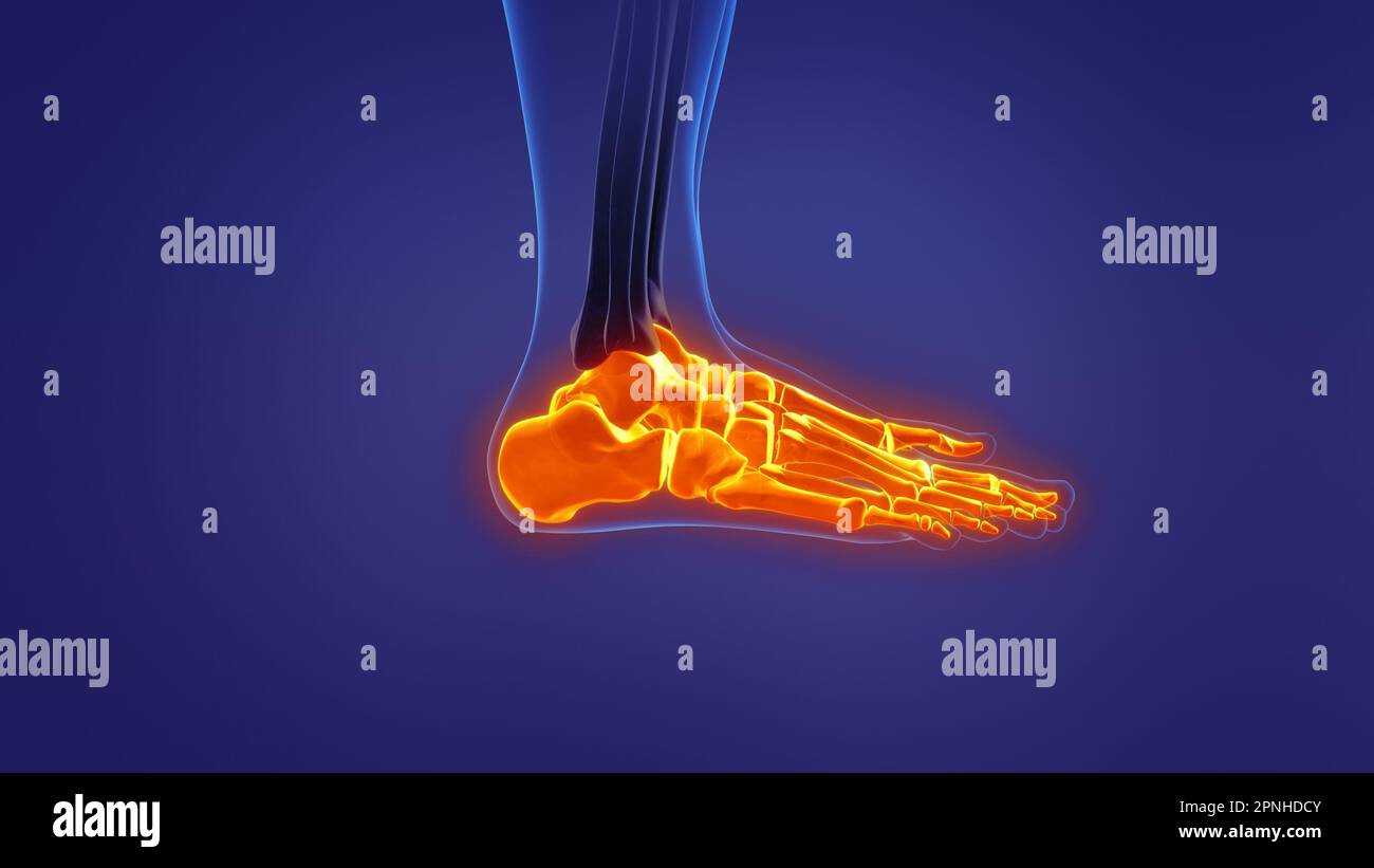 Anatomie du pied humain Banque D'Images