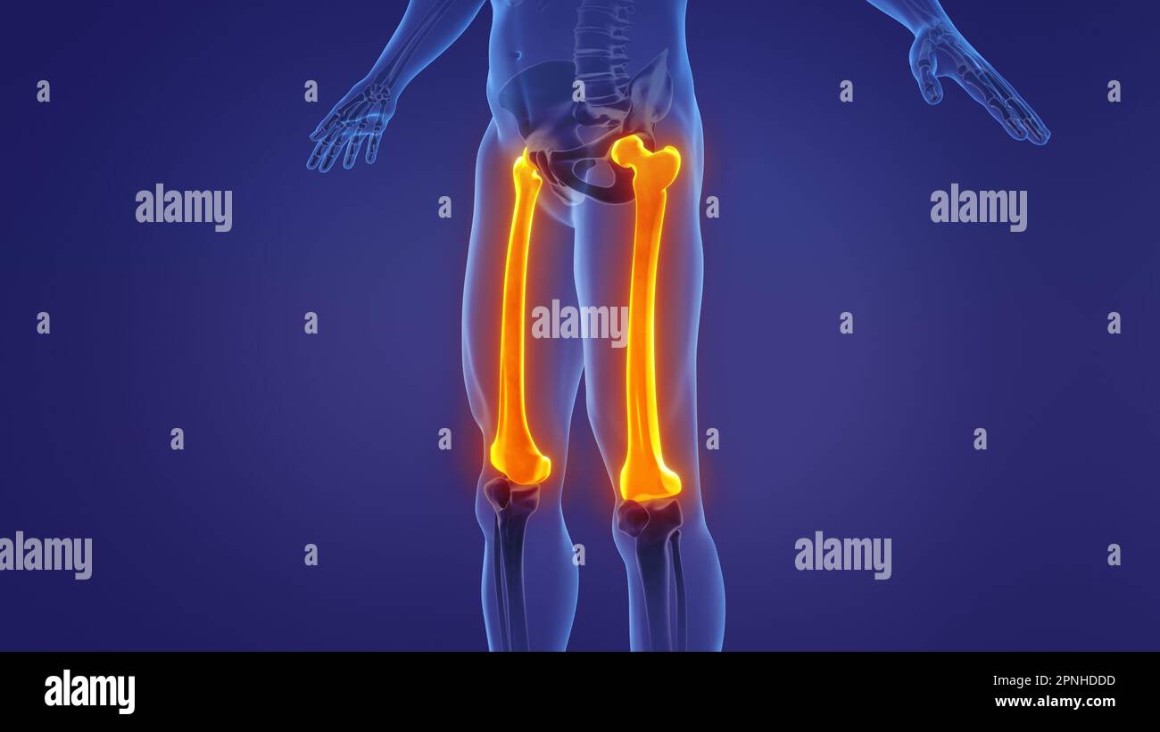 Anatomie du fémur humain Banque D'Images