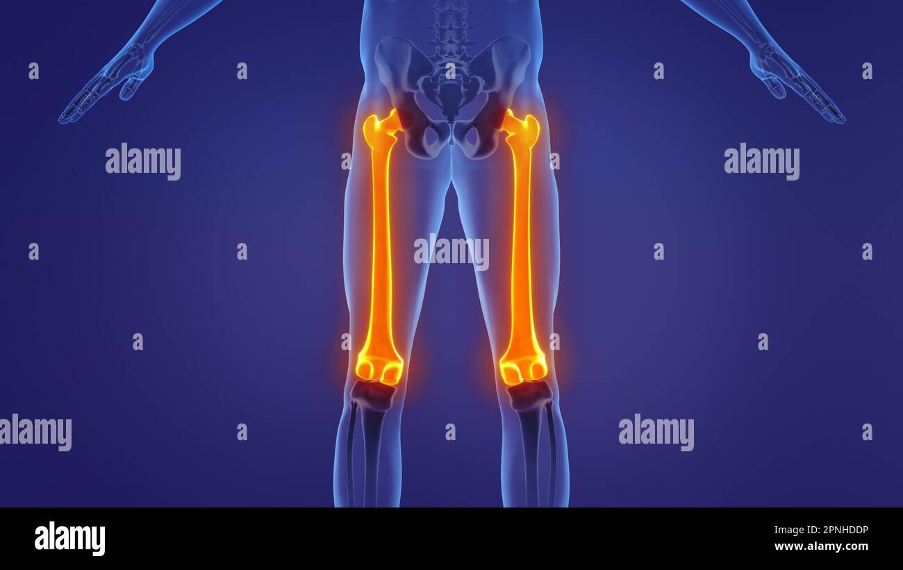Anatomie du fémur humain Banque D'Images