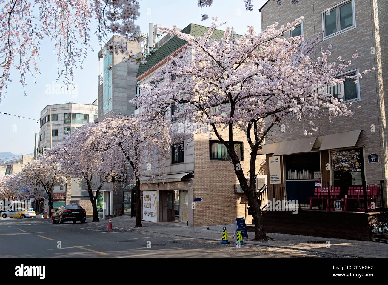 Rue avec cerisiers en fleurs dans le quartier de Seochon, Séoul, Corée du Sud Banque D'Images