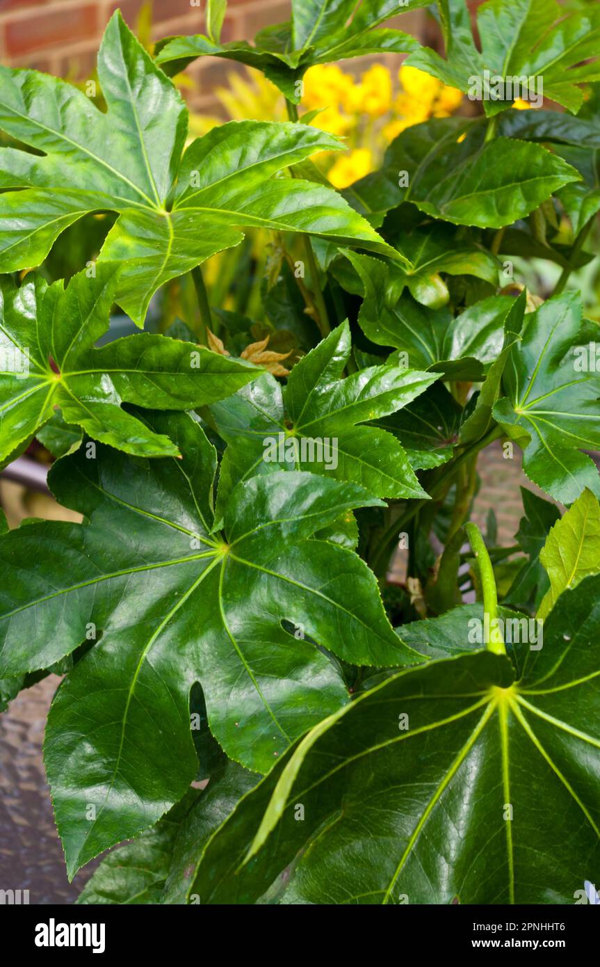 Fatsia Japonica , Fatsi, Paperplant, False Castor Oil Plant ou Japanese Aralia Banque D'Images