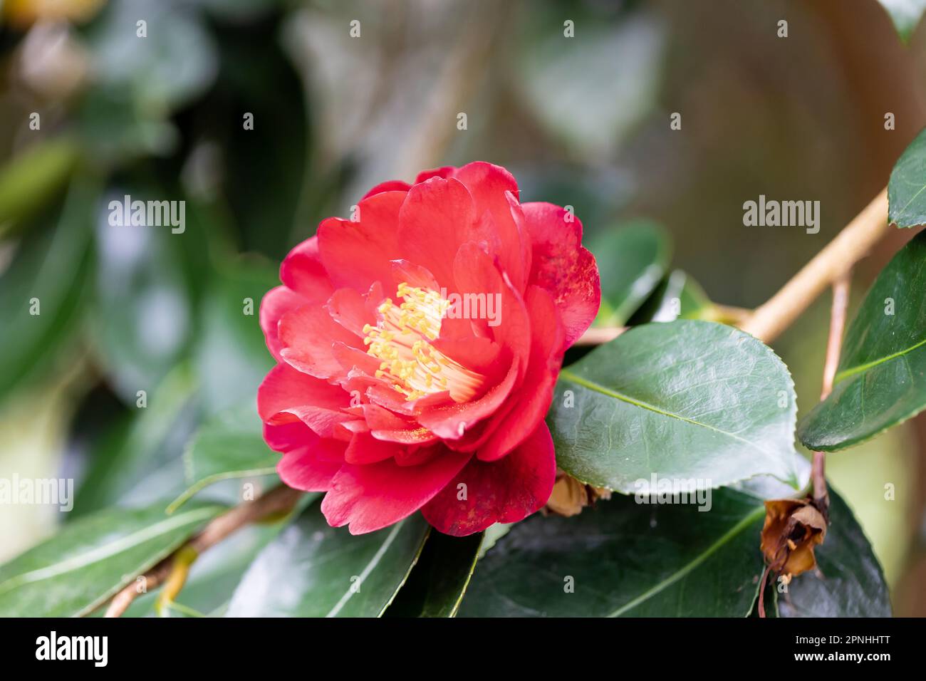 Camellia Japonica 'dama Girl' fleurit au printemps. Dorset, Angleterre, Royaume-Uni Banque D'Images