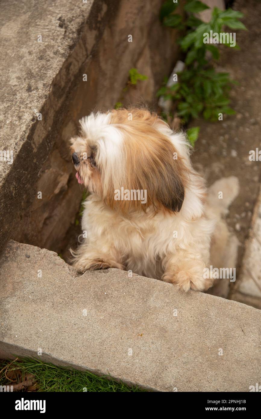 Chien Shih Tzu assis sur les marches de la ville. un chien dans la ville. Chien dans un paysage urbain Banque D'Images