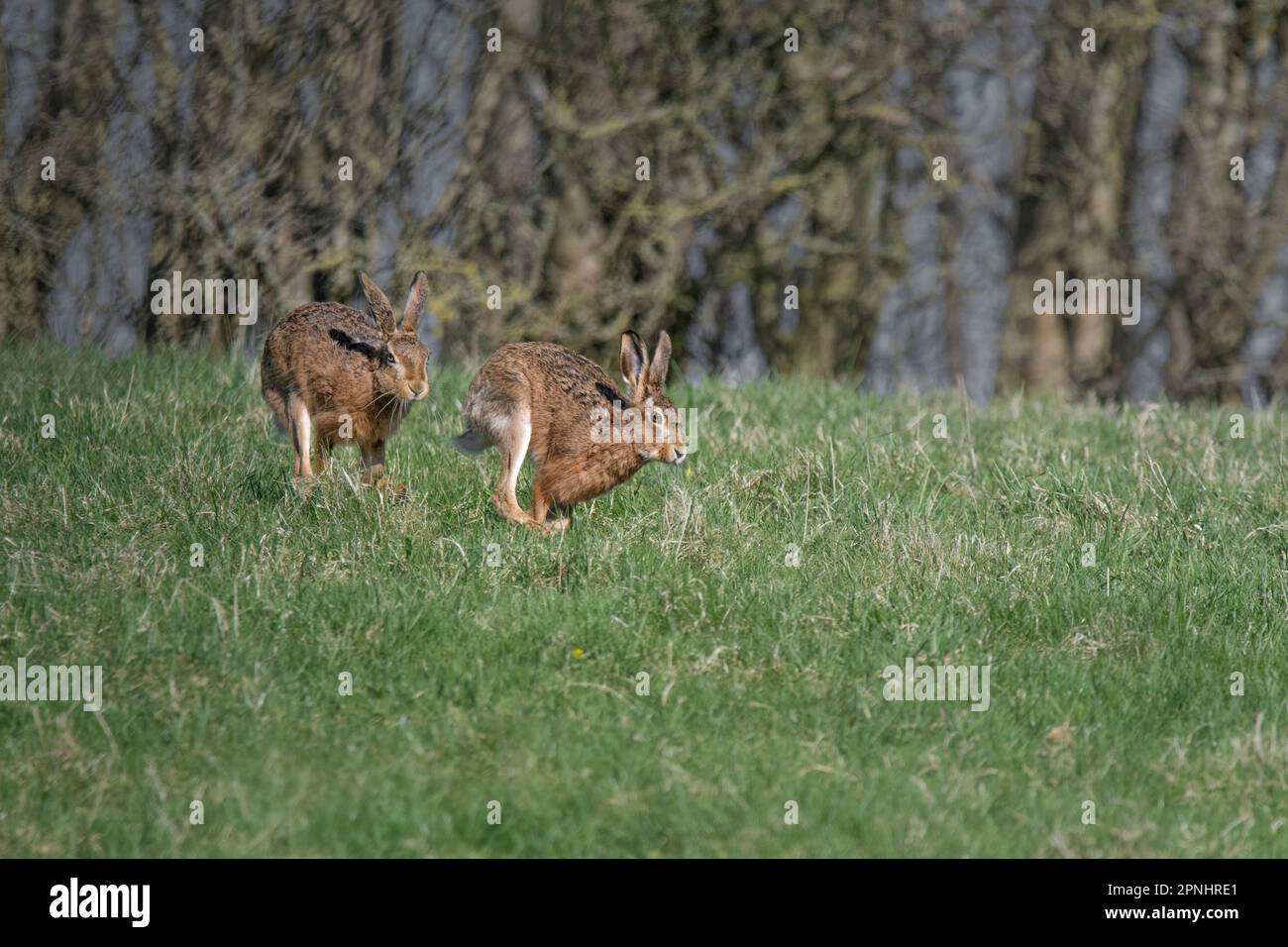 Lièvre européen, lièvre brun, Lepus europaeus, deux lièvres brunes se poursuivant dans un pré, Lancashire, Royaume-Uni Banque D'Images