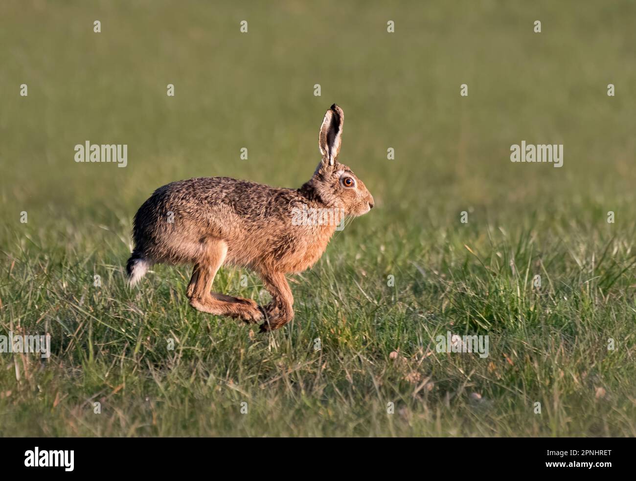 Lièvre brun, Lepus europaeus, courant sur le terrain, Lancashire, Royaume-Uni Banque D'Images