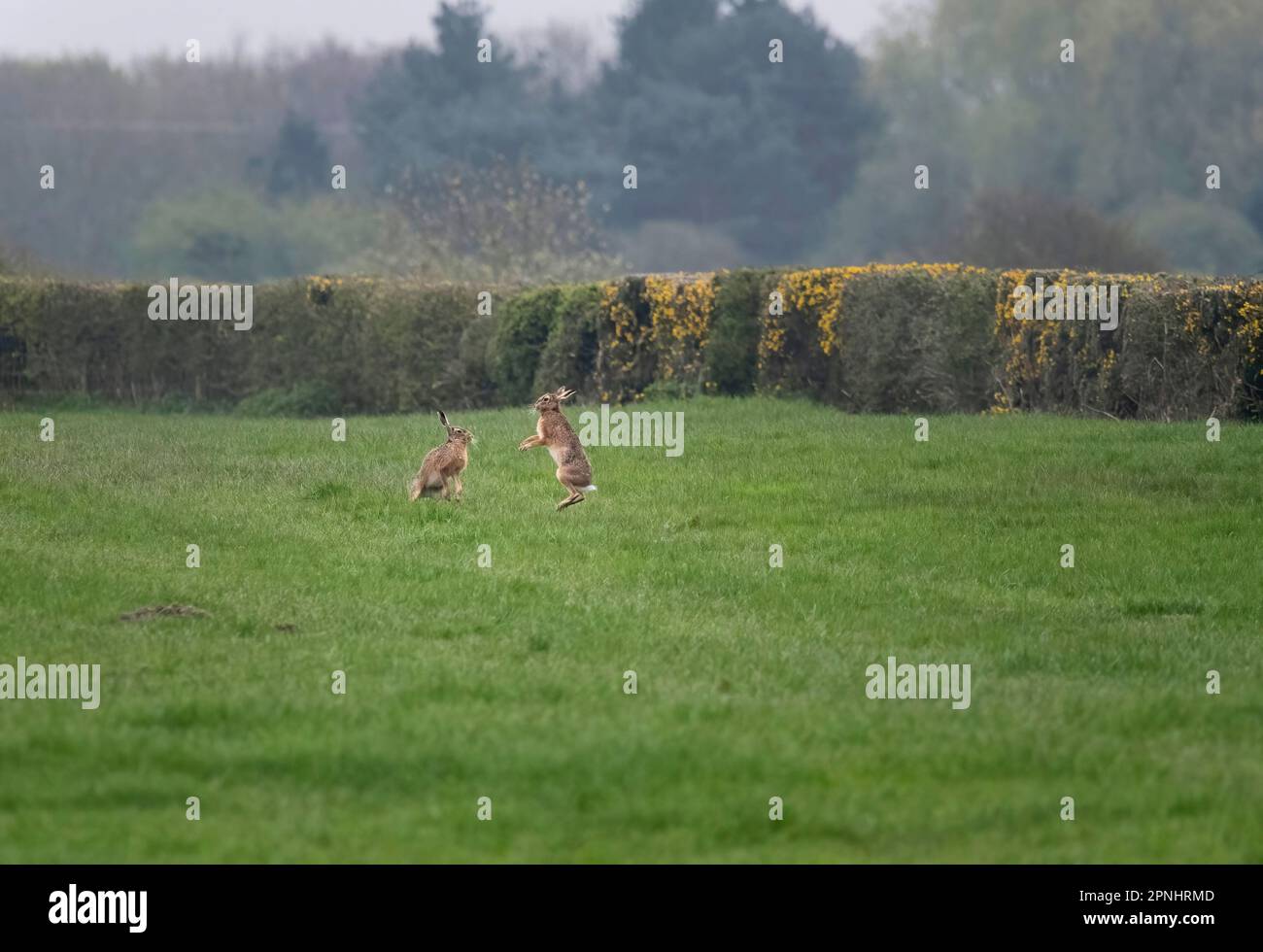 Lièvre européen, lièvre brun, Lepus europaeus, deux lièvres brunes dans un champ, Lancashire, Royaume-Uni Banque D'Images
