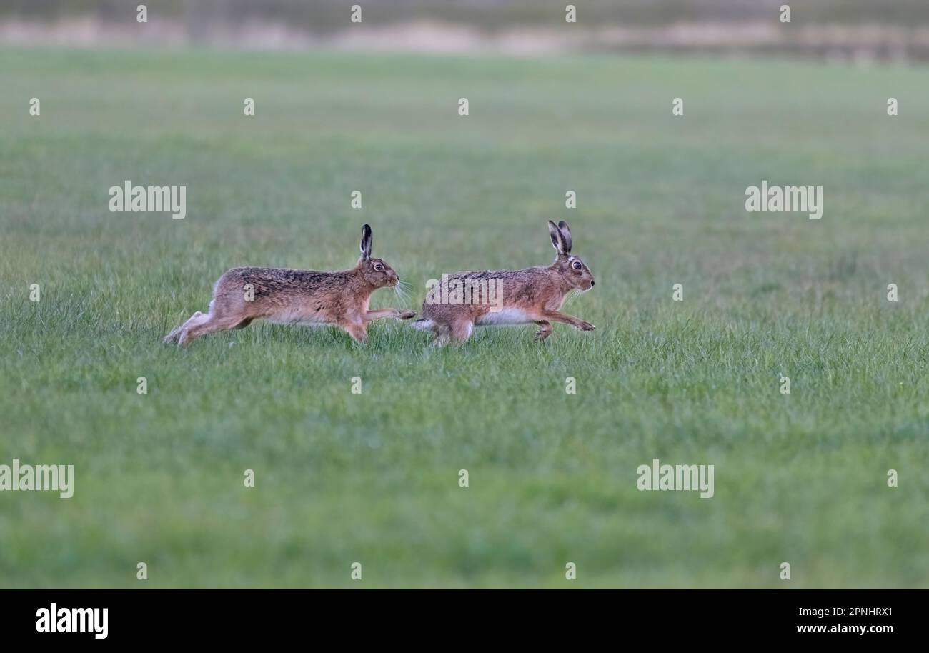 Lièvre européen, lièvre brun, Lepus europaeus, deux lièvres brunes se poursuivant dans un pré, Lancashire, Royaume-Uni Banque D'Images