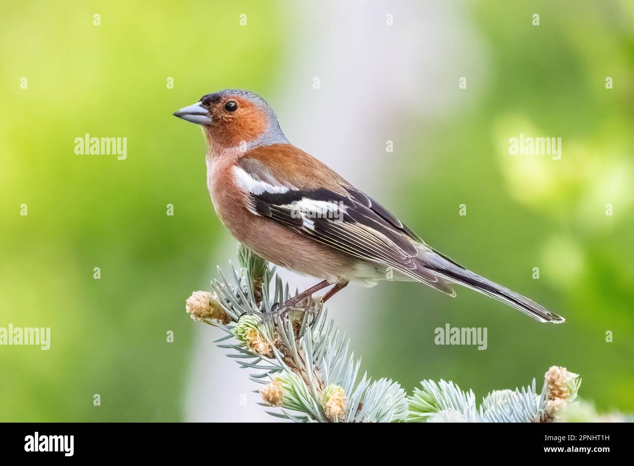 Petit oiseau de passerine de la famille finch sur une branche d'arbre Banque D'Images