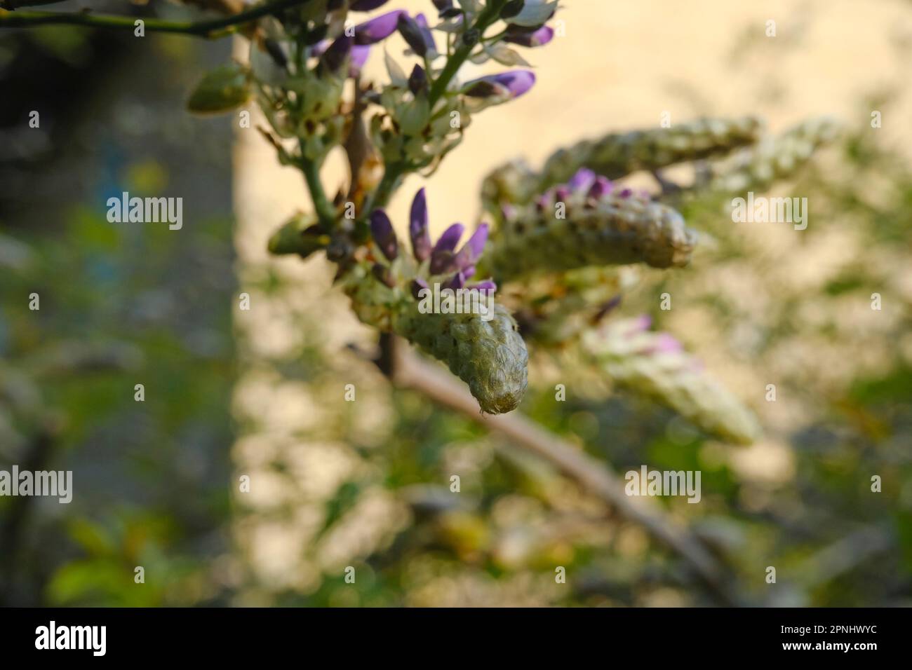 La wisteria bourgeon se trouve à proximité du jardin et de la maison au soleil. Fleurs violettes sur une branche. arrière-plan naturel Banque D'Images