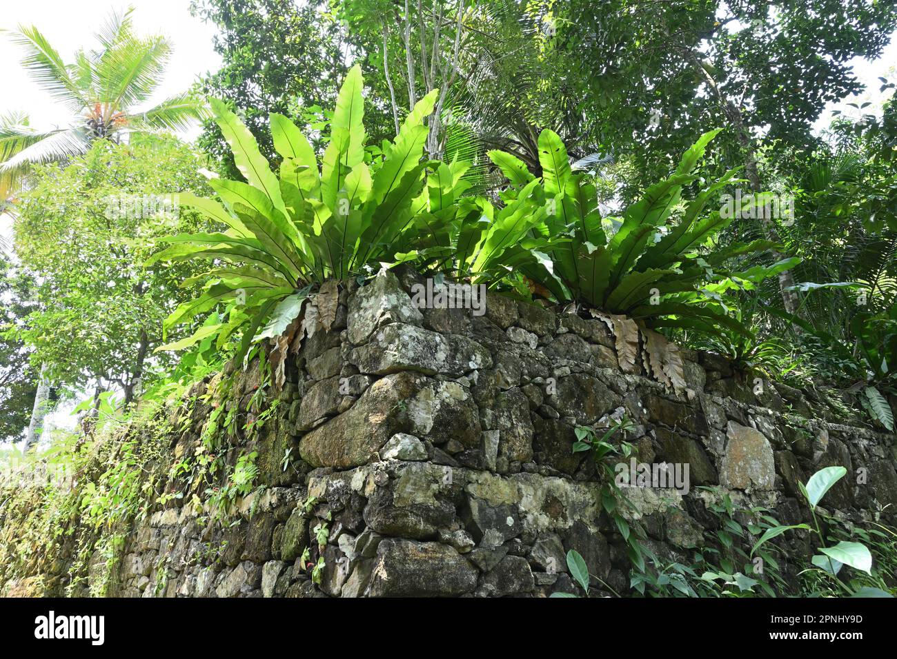 Vue à angle bas d'une érosion du sol empêchant le mur de roche avec les plantes de la fougères de nid d'oiseau poussant sur le dessus Banque D'Images