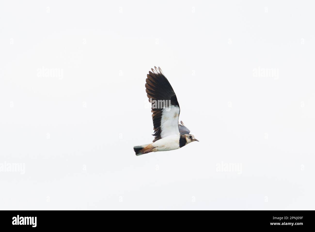 un oiseau de lapwing isolé (vanellus vanellus) en vol avec des ailes étalées Banque D'Images