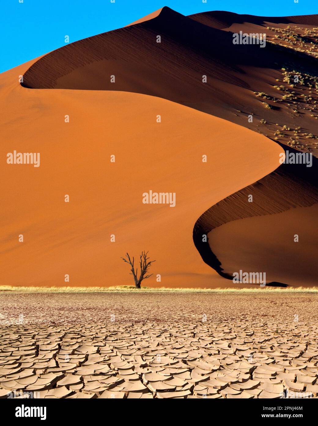 Dunes de sable dans le désert du Namib près de Sossusvlei en Namibie, en Afrique. Banque D'Images