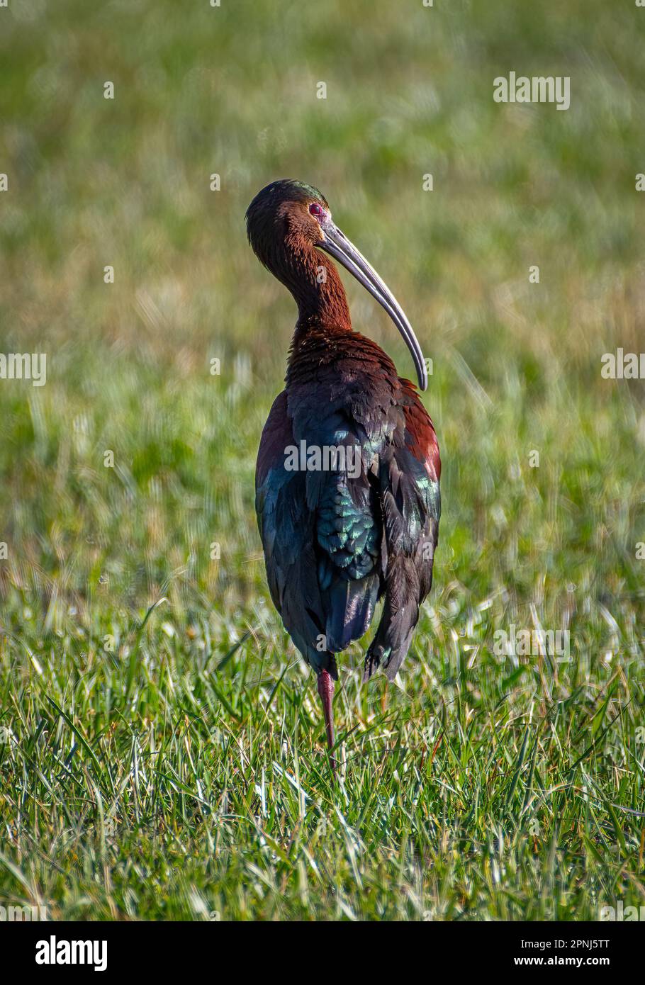 Cet Ibis aux couleurs vives a été photographié dans un champ irrigué situé à l'avant du Colorado. Banque D'Images
