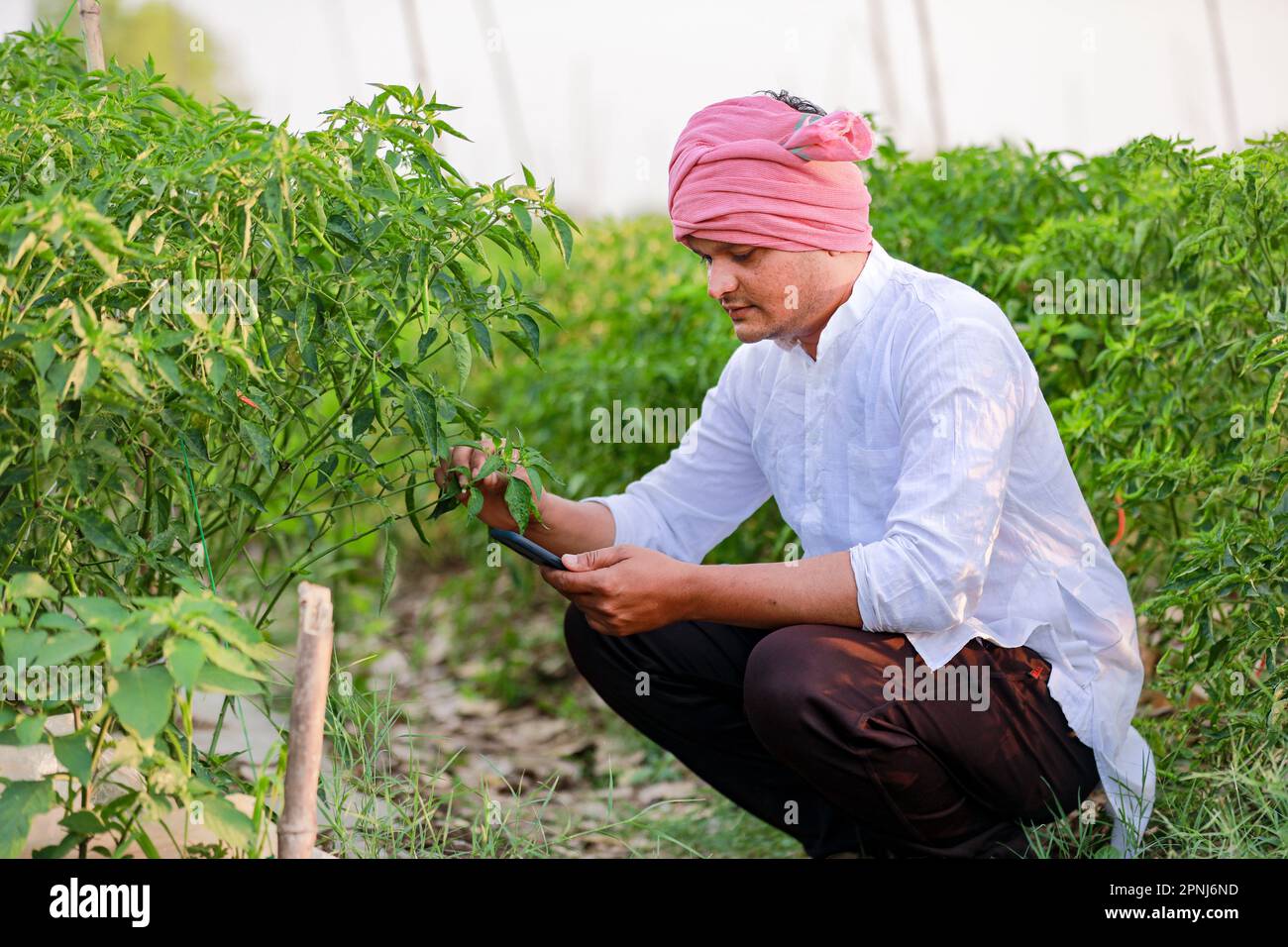 Agriculteur indien heureux tenant une plante de piment vert, élevage de piment vert, jeune agriculteur Banque D'Images