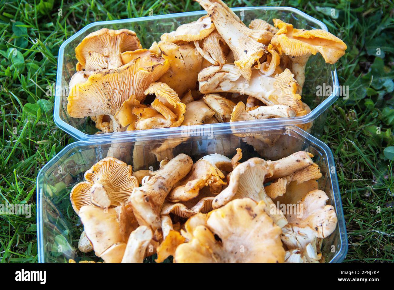 chanterelles, cantharellus cibarius, en boîtes en plastique Banque D'Images