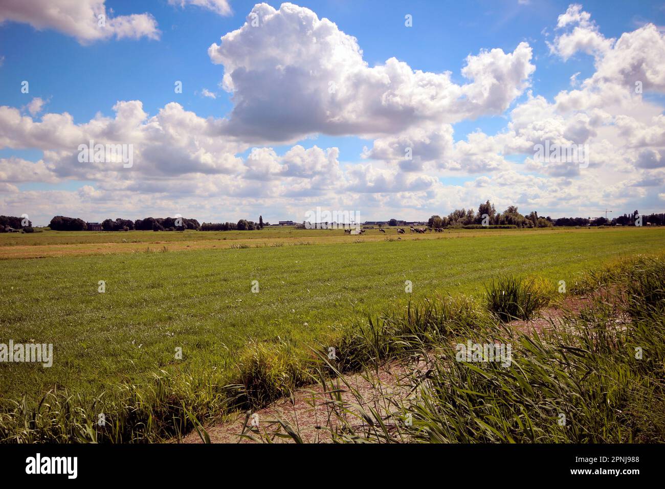 Prairies et routes dans la région de Zuidplaspolder où l'eau ne peut plus être gérée aux pays-Bas Banque D'Images