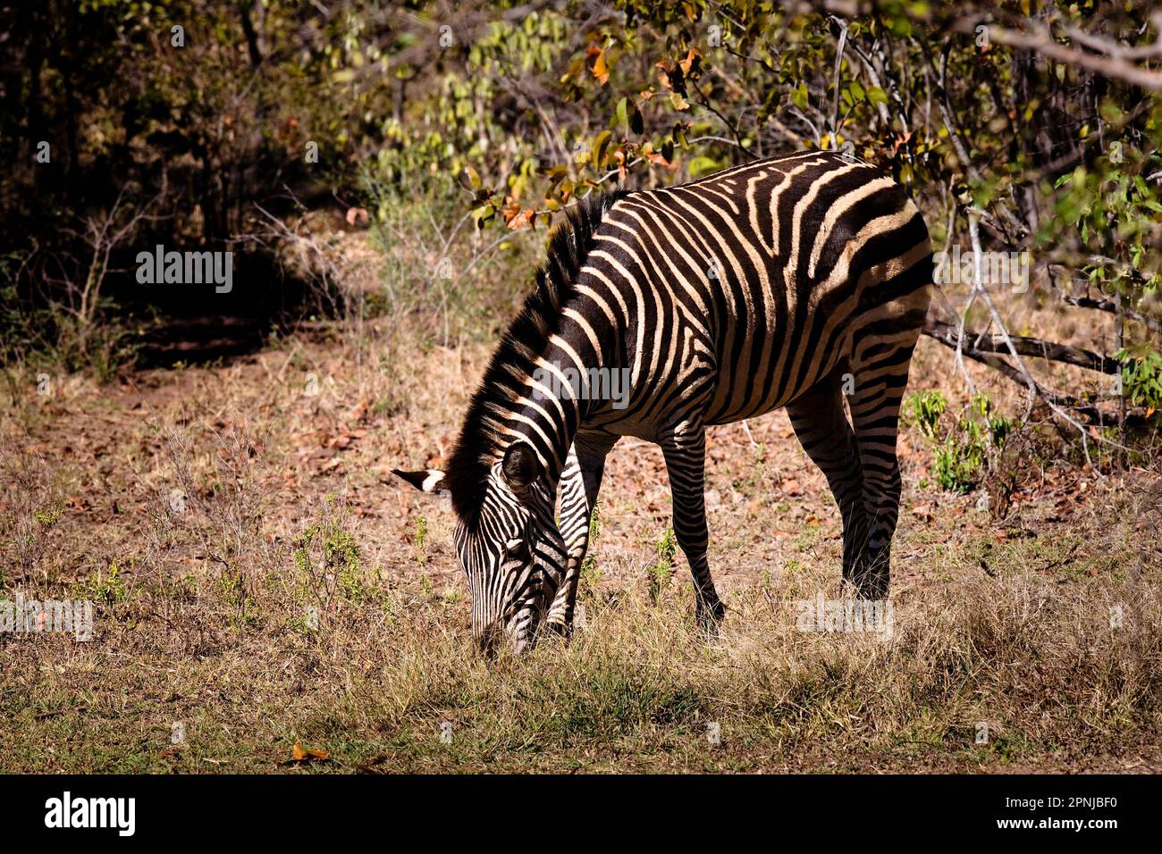 Lone Plains (Burchells) Zebra (Equus quagga burchelli) pâturage, Botswana, juin 2009 Banque D'Images