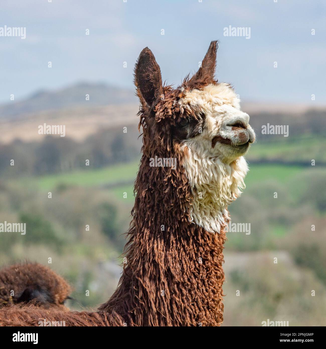 Alpaca, Vicugna pacos , Banque D'Images