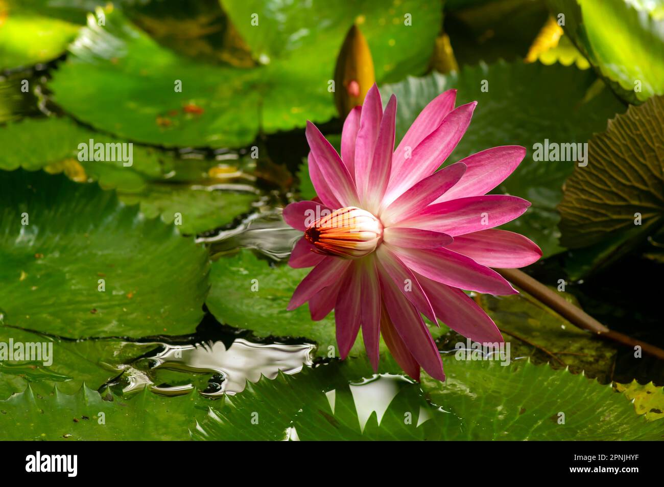 Fleur rose de nénuphars, Bunga Teratai, Nymphaea Rubra (pubescens) Banque D'Images