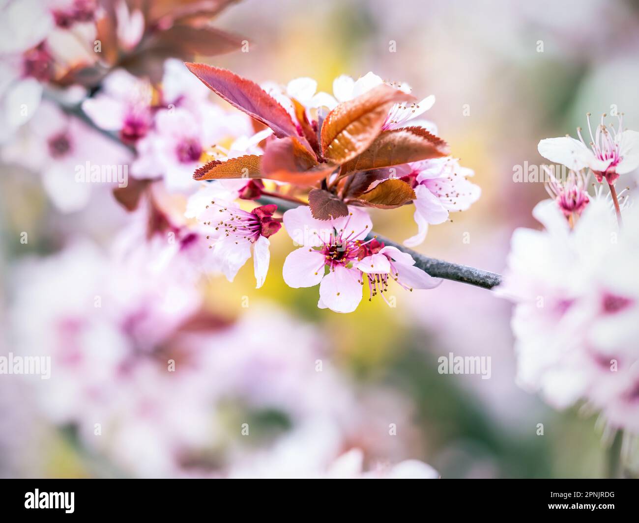 Gros plan de belles fleurs de prunier en fleur Banque D'Images