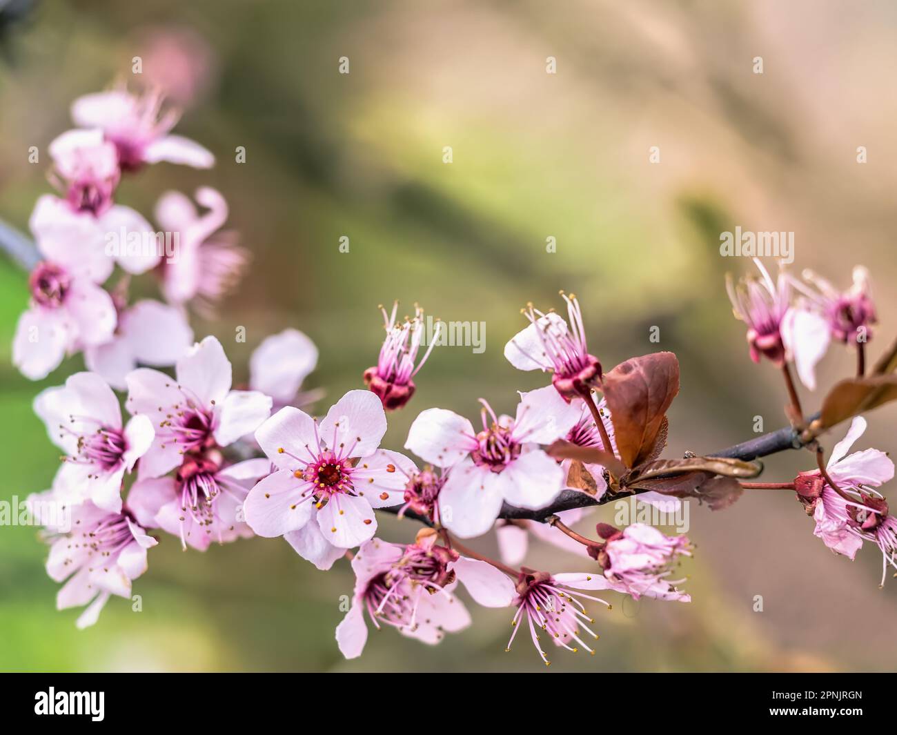 Gros plan de belles fleurs de prunier en fleur Banque D'Images