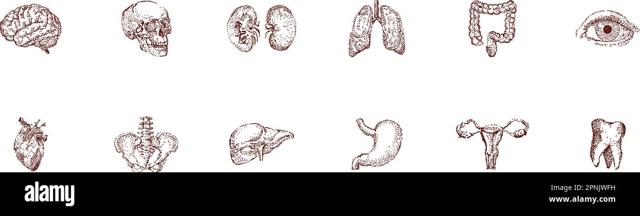 Illustration vintage de l'ensemble d'organes humains. Croquis anatomique dessiné à la main du crâne, du cœur, du cerveau, des poumons, de l'œil et d'autres organes internes. Poster vecteur de médecine. Illustration de Vecteur