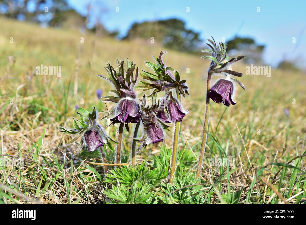 Pulsatilla pratensis, la petite fleur de pasque Banque D'Images