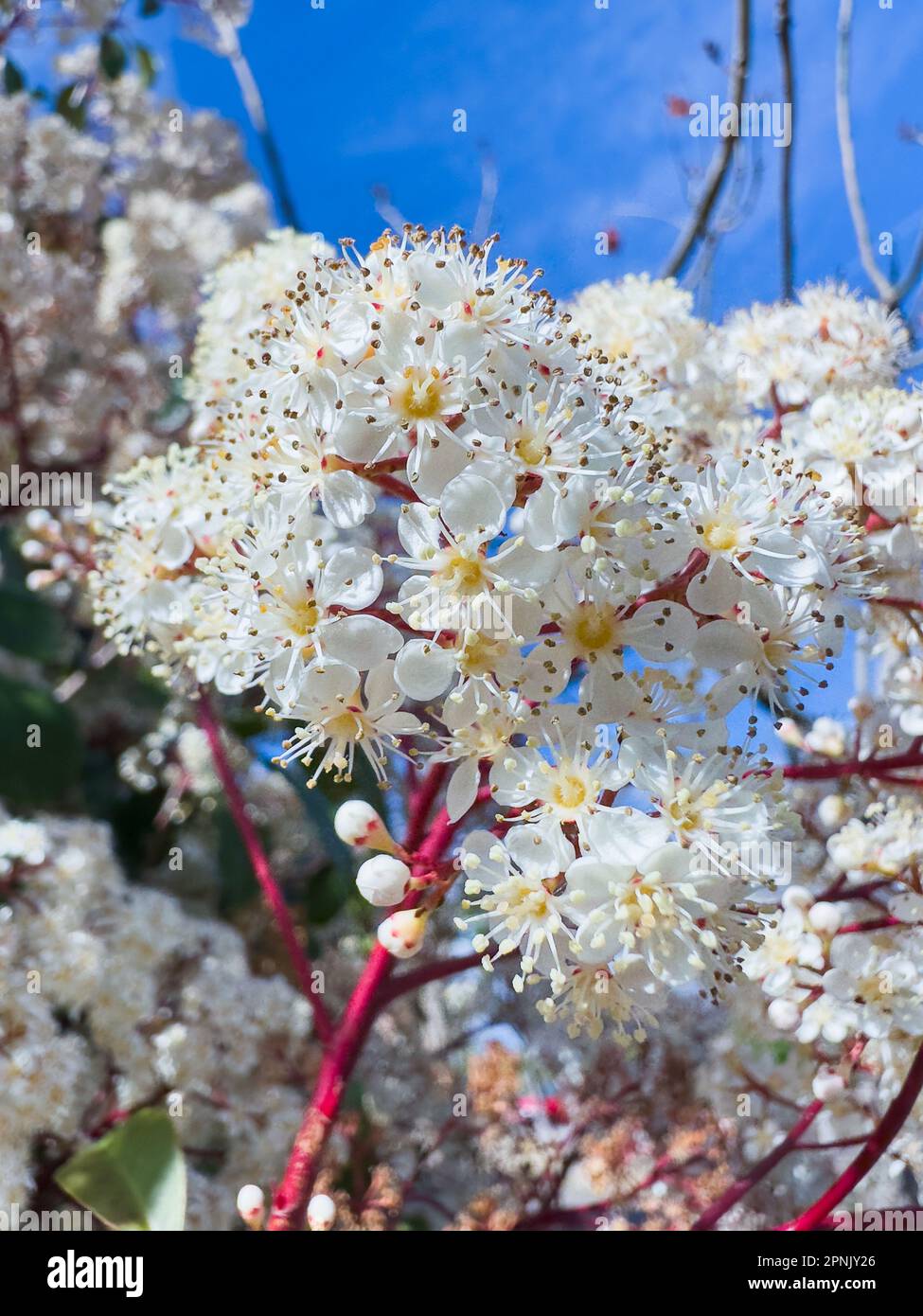 Fleur blanche d'arbre ornemental de Photinia serratifolia. Banque D'Images