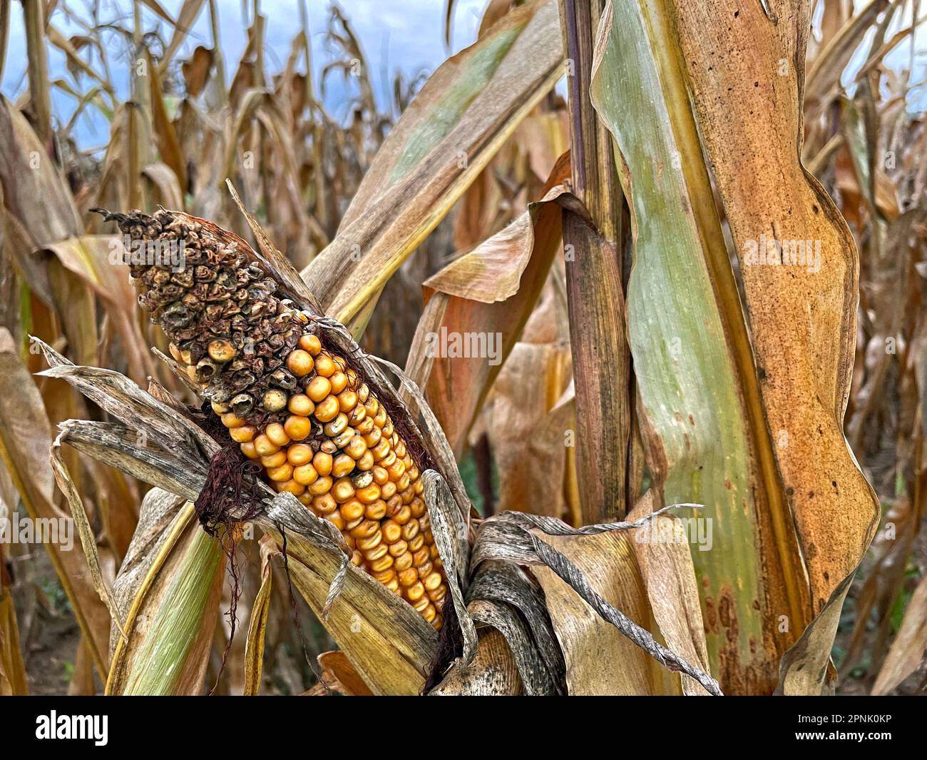 Pourriture de maïs mûr jaune en gros plan sur des tiges pour la récolte dans les champs agricoles cultivés Banque D'Images