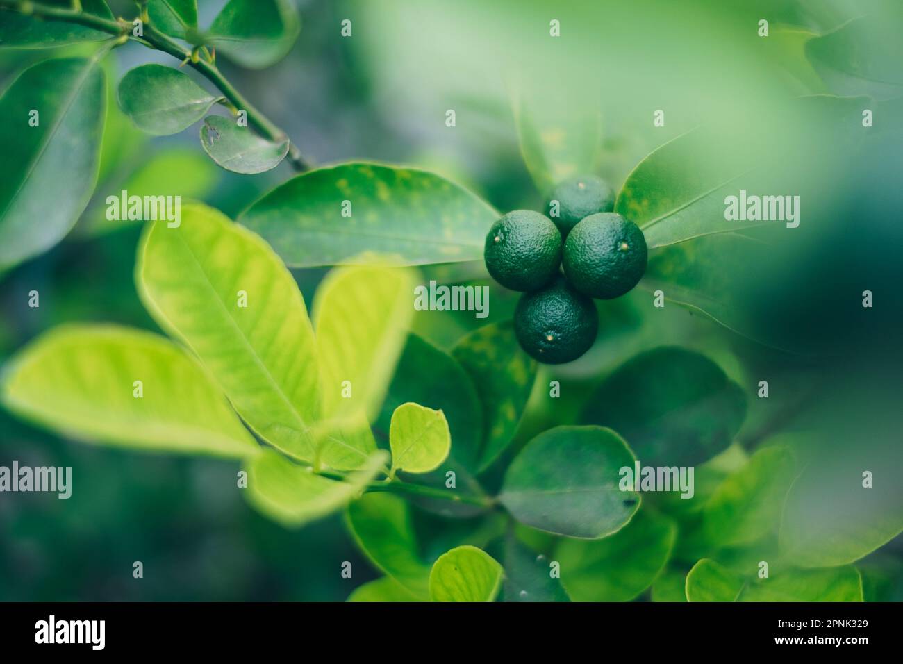 Fruits biologiques jeunes et non mûrs de Calamansi ou kalamansi AKA calamondin ou lime philippine. Cet aliment aide à la digestion et à la perte de poids. Copier l'espace. Banque D'Images