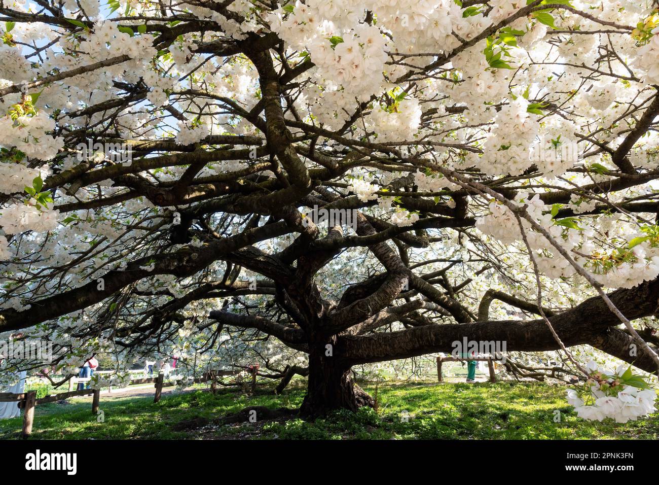 Cerisier aux fleurs blanches en pleine floraison dans le jardin des plantes à Paris Banque D'Images