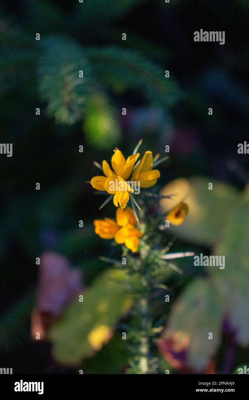 Isolé hiver novembre Gorse commune (Ulex europaeus) Banque D'Images