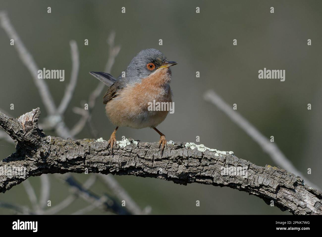 Paruline subalpine (Sylvia cantillans) perchée sur une branche Banque D'Images