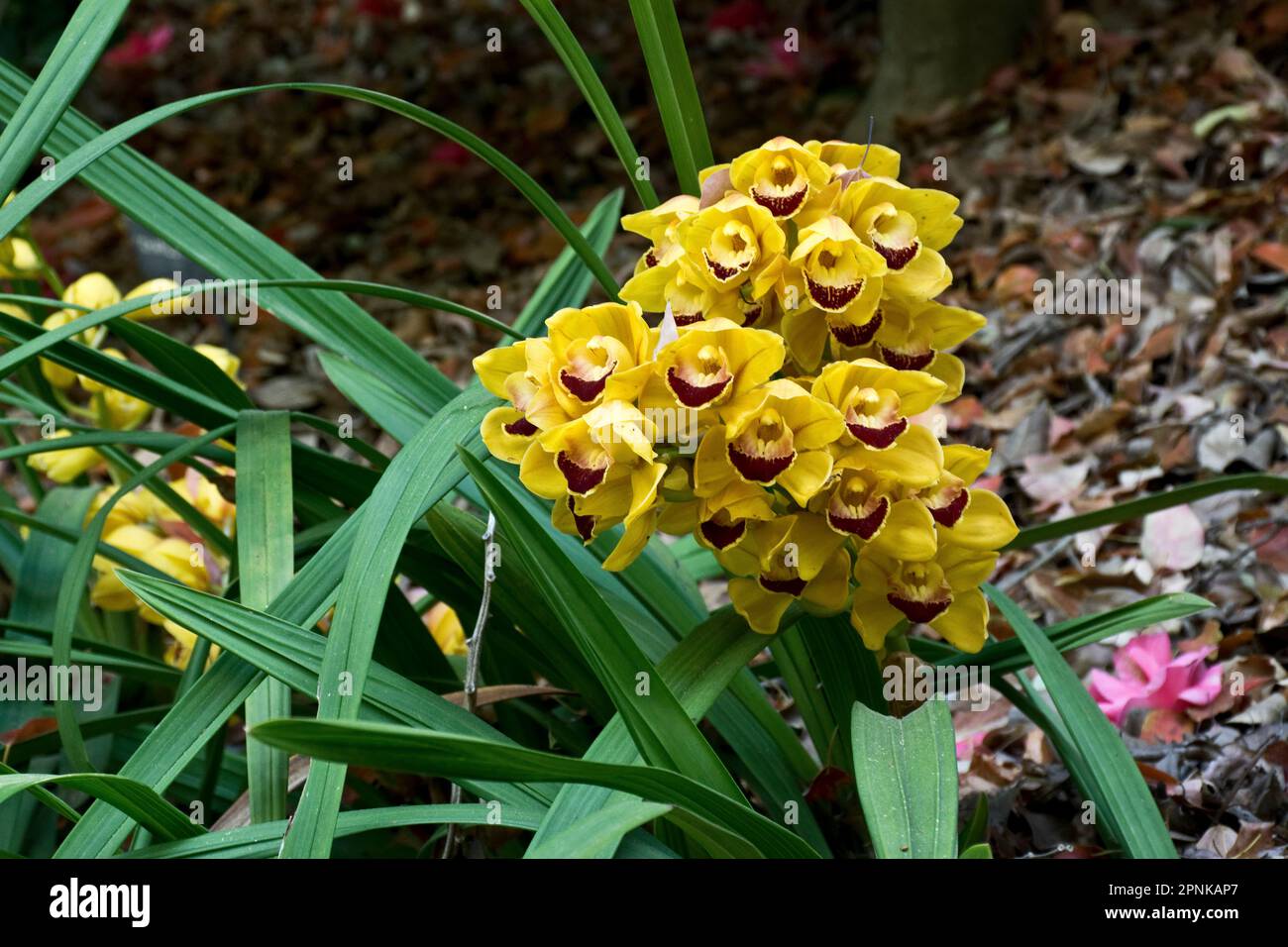 Élégantes orchidées tropicales jaune vif avec pétales bordeaux et feuilles vertes en automne Banque D'Images Élégantes orchidées tropicales jaune vif avec pétales bordeaux et feuilles vertes en automne Banque D'Images