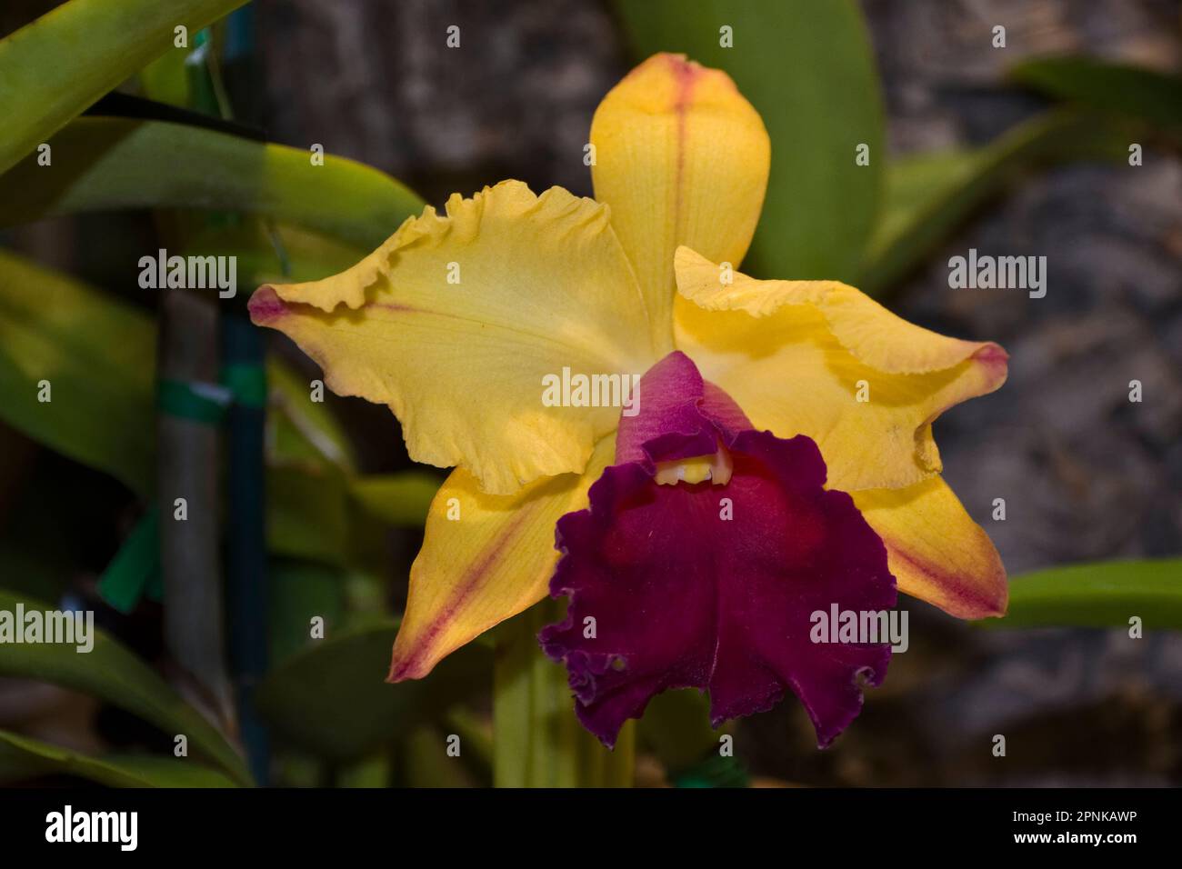 Belle fleur d'orchidée Cattleya aux pétales jaunes et bordeaux et aux feuilles vertes Banque D'Images