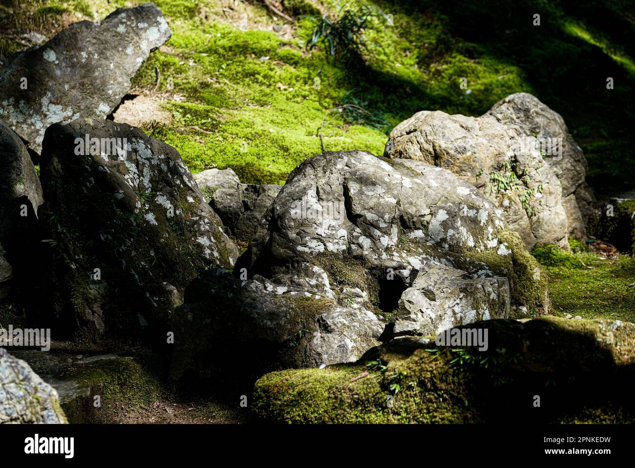 Saihoji, connu sous le nom de kokedera ou temple de la mousse, est célèbre pour son jardin isolé et tranquille avec un étang, un bosquet de bambous et quelque 100 espèces de mousse Banque D'Images