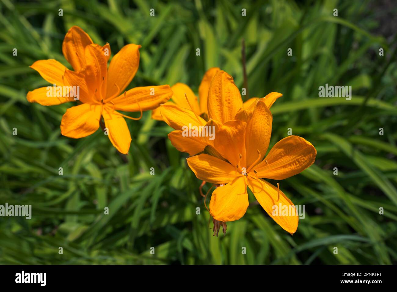 Belle fleur de nénuphars orange dans le jardin d'été, fond vert naturel Banque D'Images