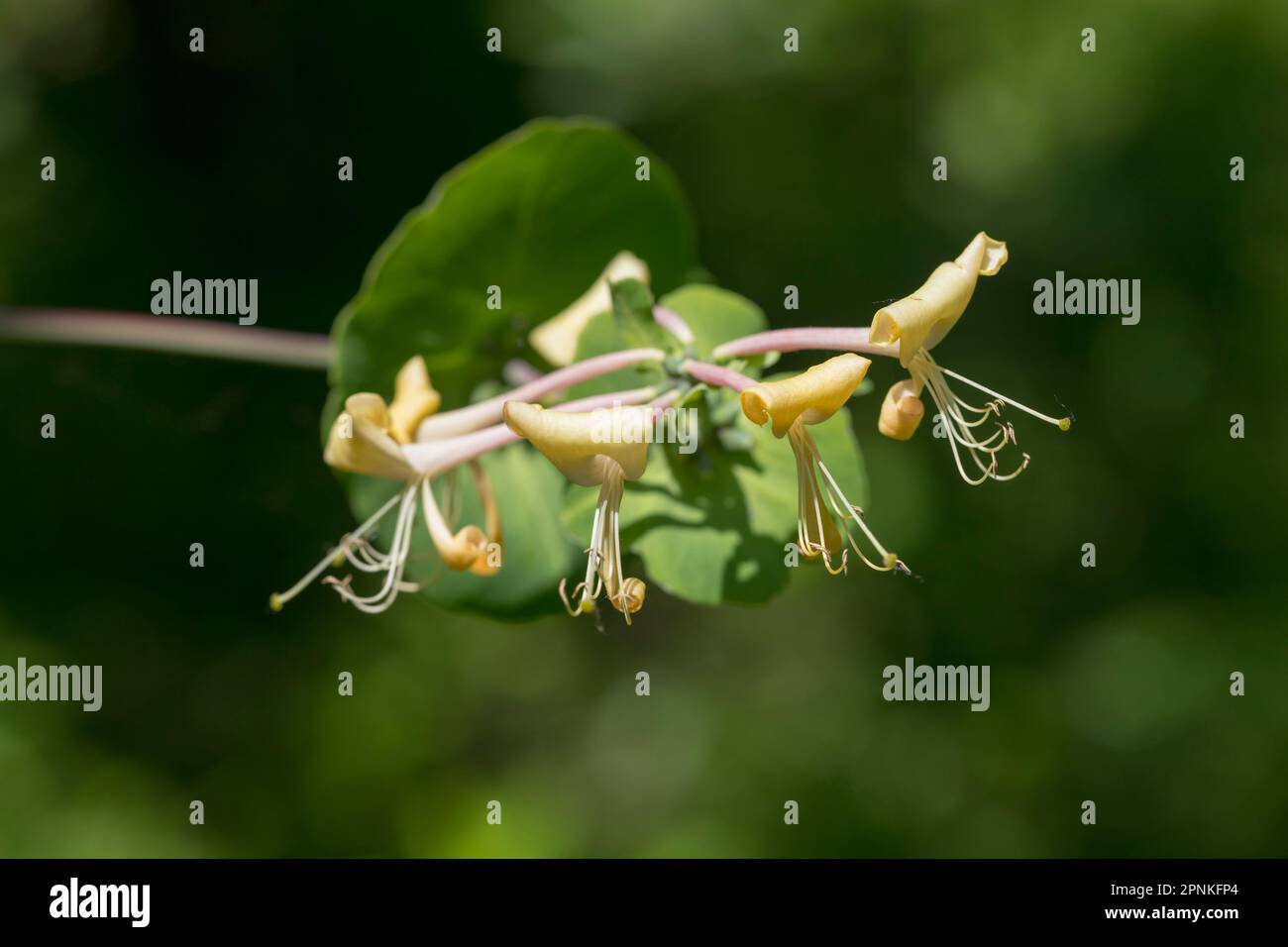 Gros plan d'une fleur de chèvrefeuille jaune. Les Honeysuckles sont des arbustes arants ou des vignes qui scintillent dans le genre Lonicera de la famille des Caprifoliaceae, indigènes à Banque D'Images