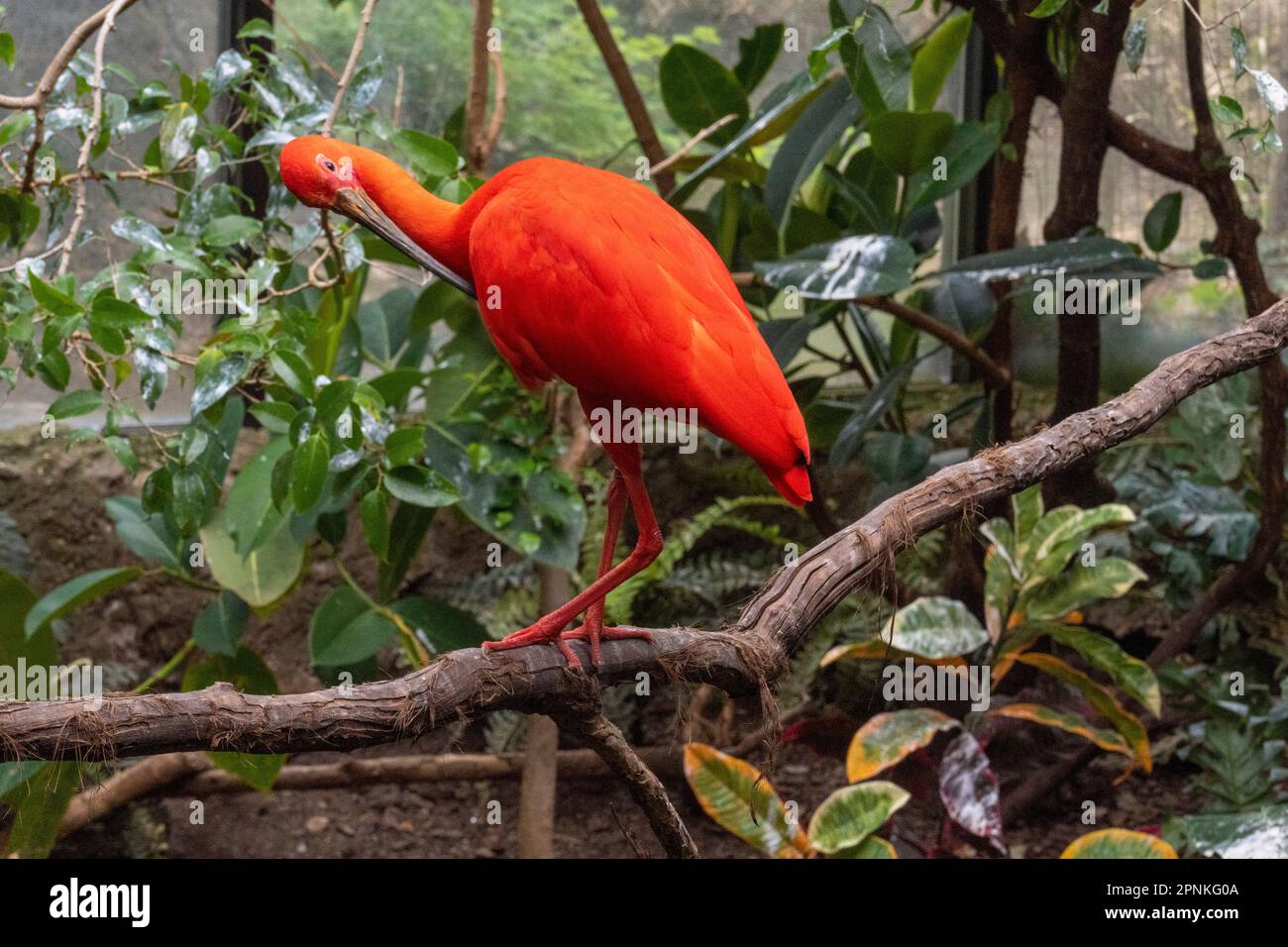 Zoo Blooms 2023 Banque D'Images