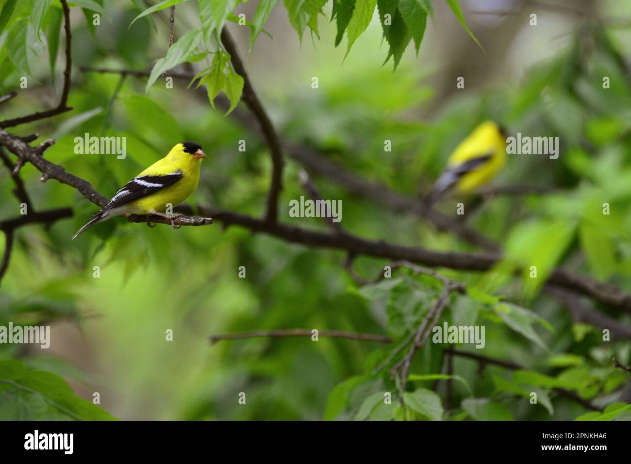 American Goldfinch assis sur un membre Banque D'Images