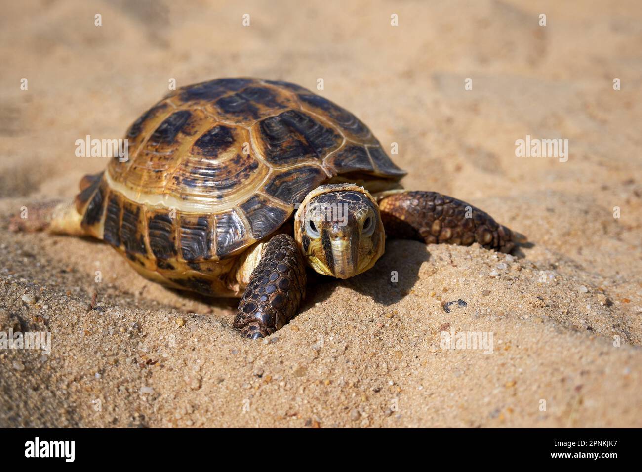 Vue rapprochée de la tortue terrestre. Tortue russe sur le sable Banque D'Images