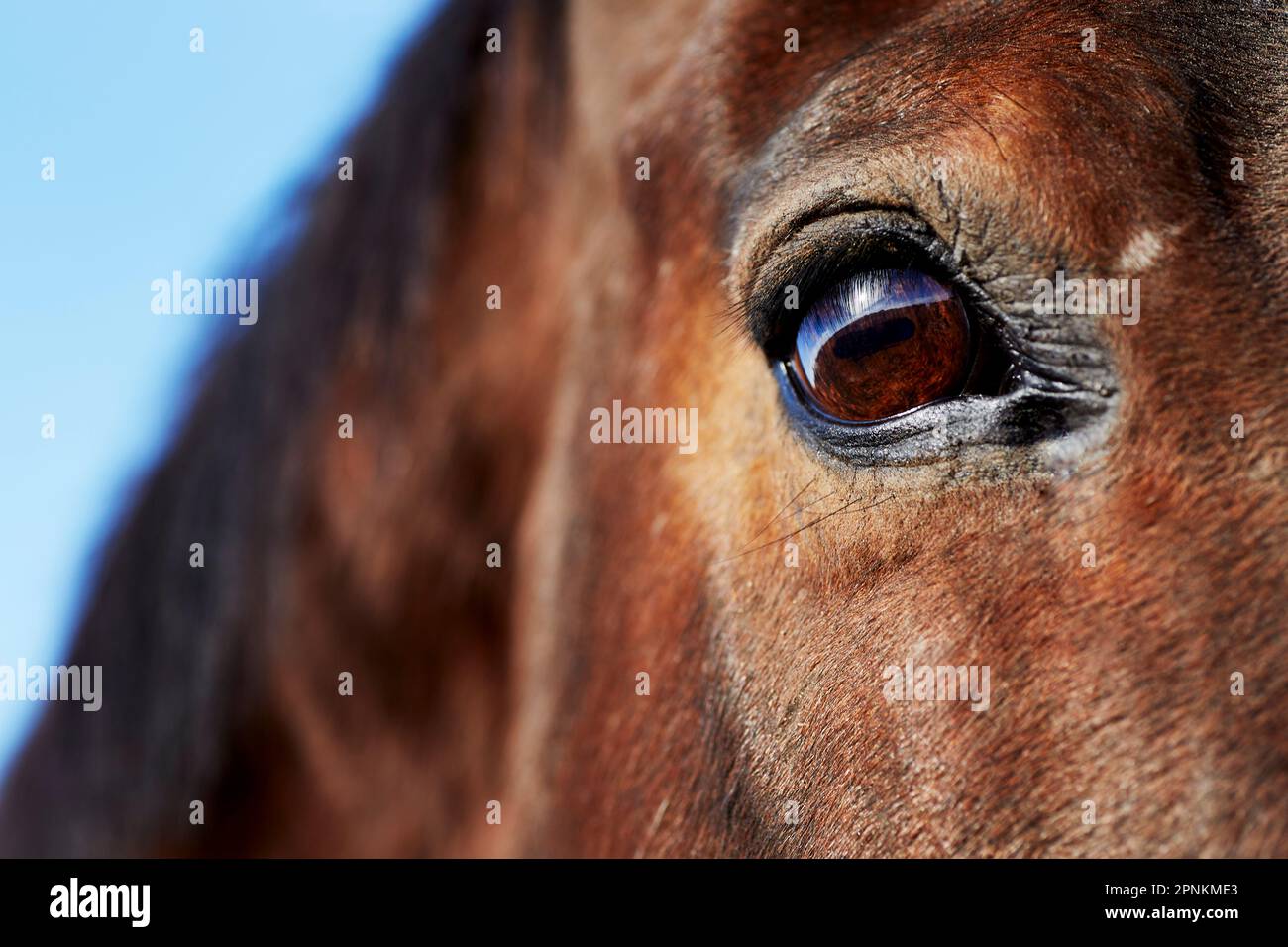 Gros plan sur un œil de cheval Banque D'Images