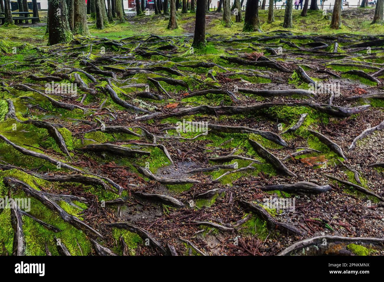 Les racines des lauriers forment une toile dans une rangée de forêts de Laurisilva au lac Furnas sur l'île Azorean de Sao Miguel à Furnaãs, Portugal. Les forêts de Laurier des Açores datent de 15 millions d'années et sont l'un des derniers endroits sur Terre où cet écosystème reste. Banque D'Images