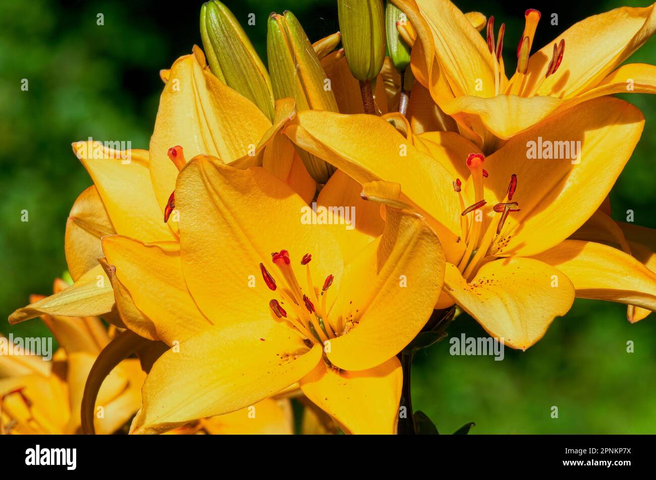 Lily asiatique (Lilium) - tête de fleur d'un Lily doré, B. C., Canada. Banque D'Images